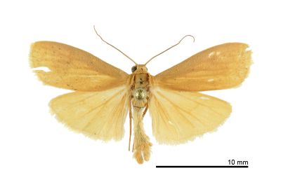 Wittia anmashanensis 雄蟲