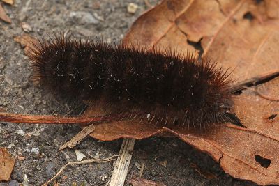 Barsine fuscozonata