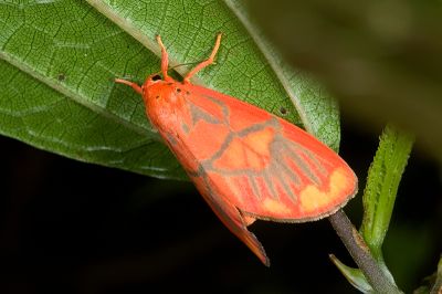 埔里松村葩苔蛾 Matsumursine horishanella 雌蟲