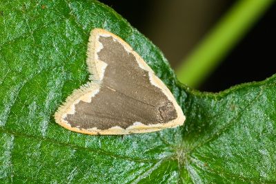 南投黃波緣苔蛾 Diduga nantouensis 雌蟲