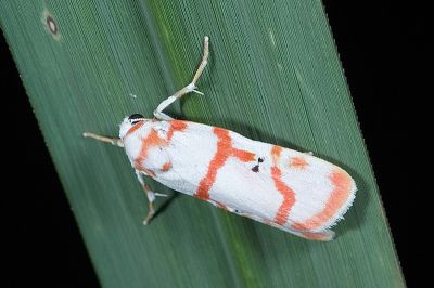 優雪苔蛾 Cyana hamata hamata 雄蟲