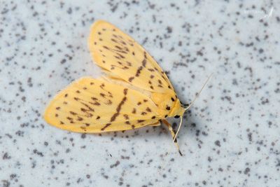 里港思遙美苔蛾 Huangilene alikangiae alikangiae 雌蟲
