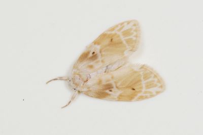 珠苔蛾 Schistophleps bipuncta 雄蟲