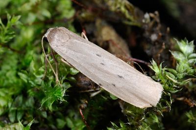 六點苔蛾 Pelosia muscerda tetrasticta 雄蟲