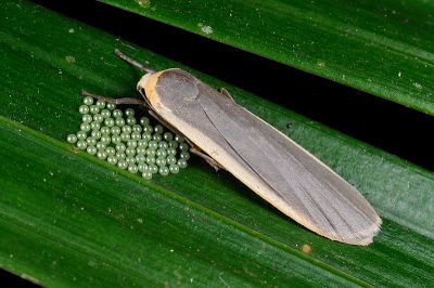 安土苔蛾 Brunia antica 雌蟲