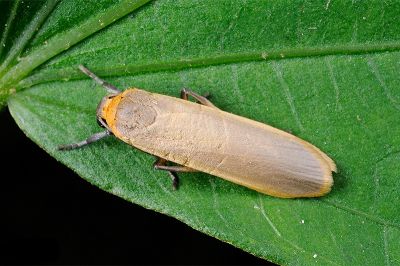 安土苔蛾 Brunia antica 雄蟲