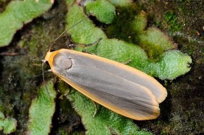安土苔蛾 Brunia antica 雌蟲