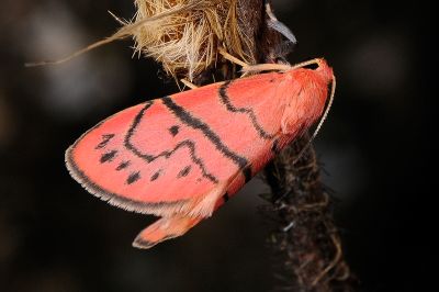 Asuridia inouei 雄蟲