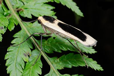 黑長斑苔蛾 Collitoptyx incurvata 雄蟲