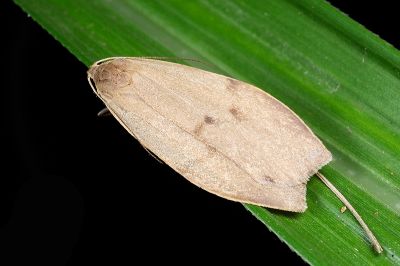 曲苔蛾 Gampola sinica 雌蟲