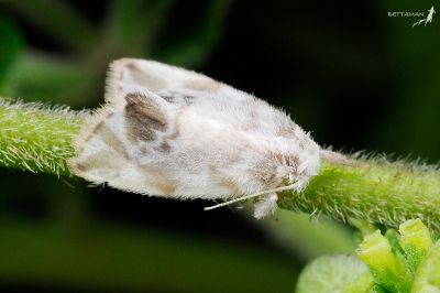 褐影昏苔蛾 Nudaria squamifera 雄蟲