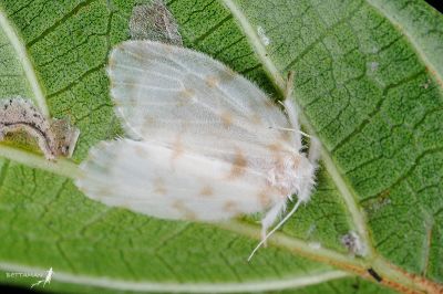 半褐小苔蛾 Chamaita hirta 雄蟲