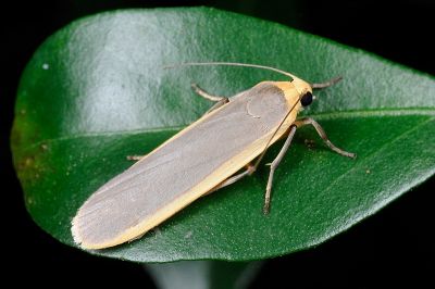 安土苔蛾 Brunia antica 雌蟲