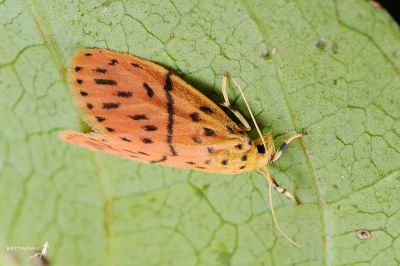 梯紋美苔蛾 Miltochrista acteola 雌蟲