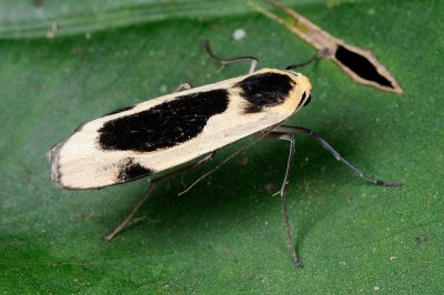 黑長斑苔蛾 Collitoptyx incurvata 雄蟲