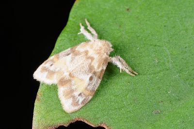 雙斑昏苔蛾 Nudaria diaphanella 雄蟲