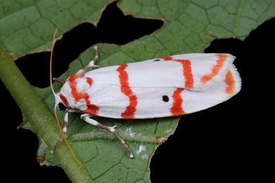 優雪苔蛾 Cyana hamata hamata 雌蟲