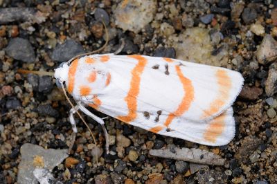 蘇雪苔蛾 Cyana subalba 雄蟲