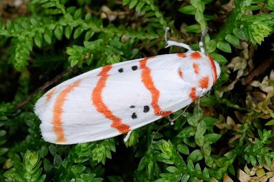 蘇雪苔蛾 Cyana subalba 雌蟲