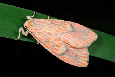 Barsine fuscozonata 雌蟲