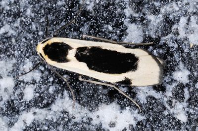 黑長斑苔蛾 Collitoptyx incurvata 雄蟲