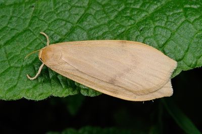 中條灰土苔蛾 Eilema rubrescens 雌蟲