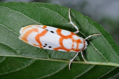 臺雪苔蛾 Cyana formosana 雌蟲