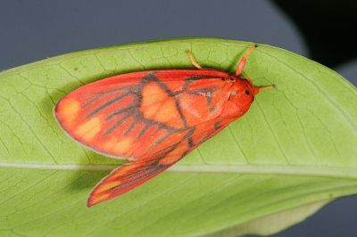 埔里松村葩苔蛾 Matsumursine horishanella 雌蟲