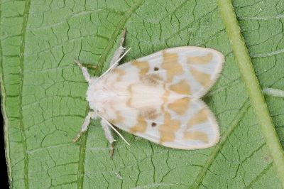 單點昏苔蛾 Nudaria ranruna 雄蟲