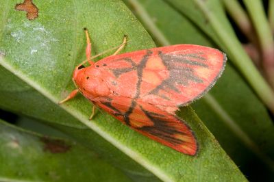 埔里松村葩苔蛾 Matsumursine horishanella 雄蟲