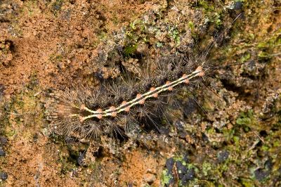 優雪苔蛾 Cyana hamata hamata