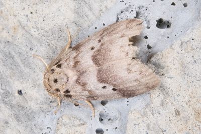 瑟尼良苔蛾 Eugoa cernyi 雌蟲