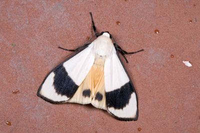 維黃華苔蛾 Vamuna alboluteora 雄蟲