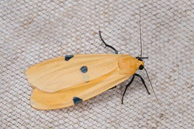 藍緣苔蛾 Conilepia nigricosta paiwan 雌蟲