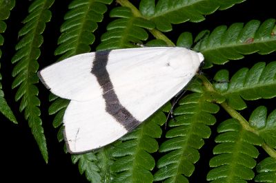 維黃華苔蛾 Vamuna alboluteora 雌蟲