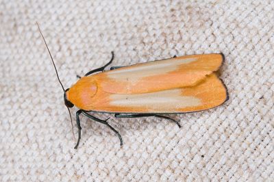 藍緣苔蛾 Conilepia nigricosta paiwan 雄蟲
