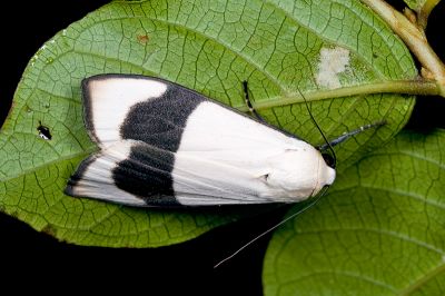 維黃華苔蛾 Vamuna alboluteora 雄蟲
