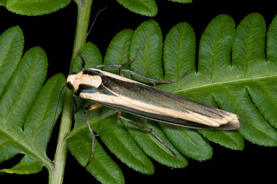 雙帶苔蛾 Chrysorabdia vilemani 雌蟲