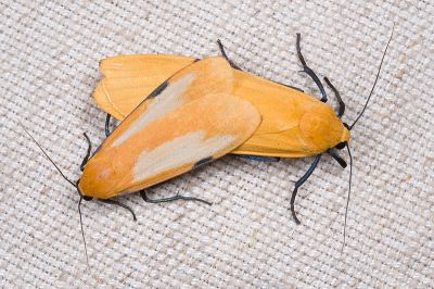 藍緣苔蛾 Conilepia nigricosta paiwan 交尾中個體