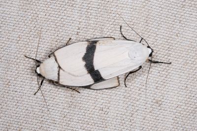 維黃華苔蛾 Vamuna alboluteora 交尾中個體