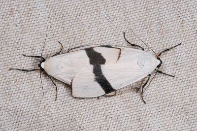維黃華苔蛾 Vamuna alboluteora 交尾中個體