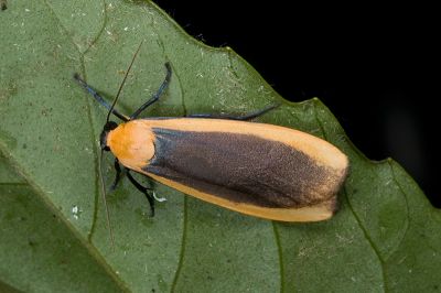 頂黃苔蛾 Eilema subcosteola 雄蟲