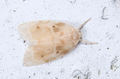 珠苔蛾 Schistophleps bipuncta 雄蟲