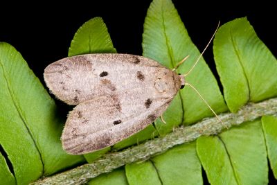 雙點良苔蛾 Eugoa grisea 雌蟲