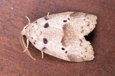 雙點良苔蛾 Eugoa grisea 雌蟲