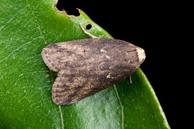 暗良苔蛾 Eugoa brunnea 雄蟲