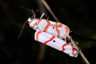 優雪苔蛾 Cyana hamata hamata 交尾中個體