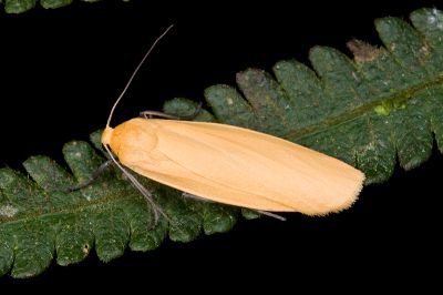 巨土苔蛾 Katha magnata magnata 雌蟲