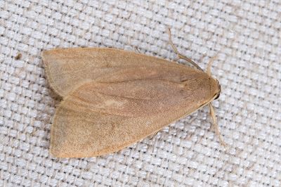 Nishada formosibia 雌蟲