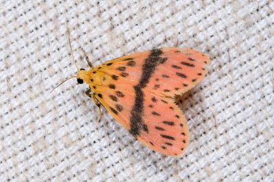梯紋美苔蛾 Miltochrista acteola 雄蟲